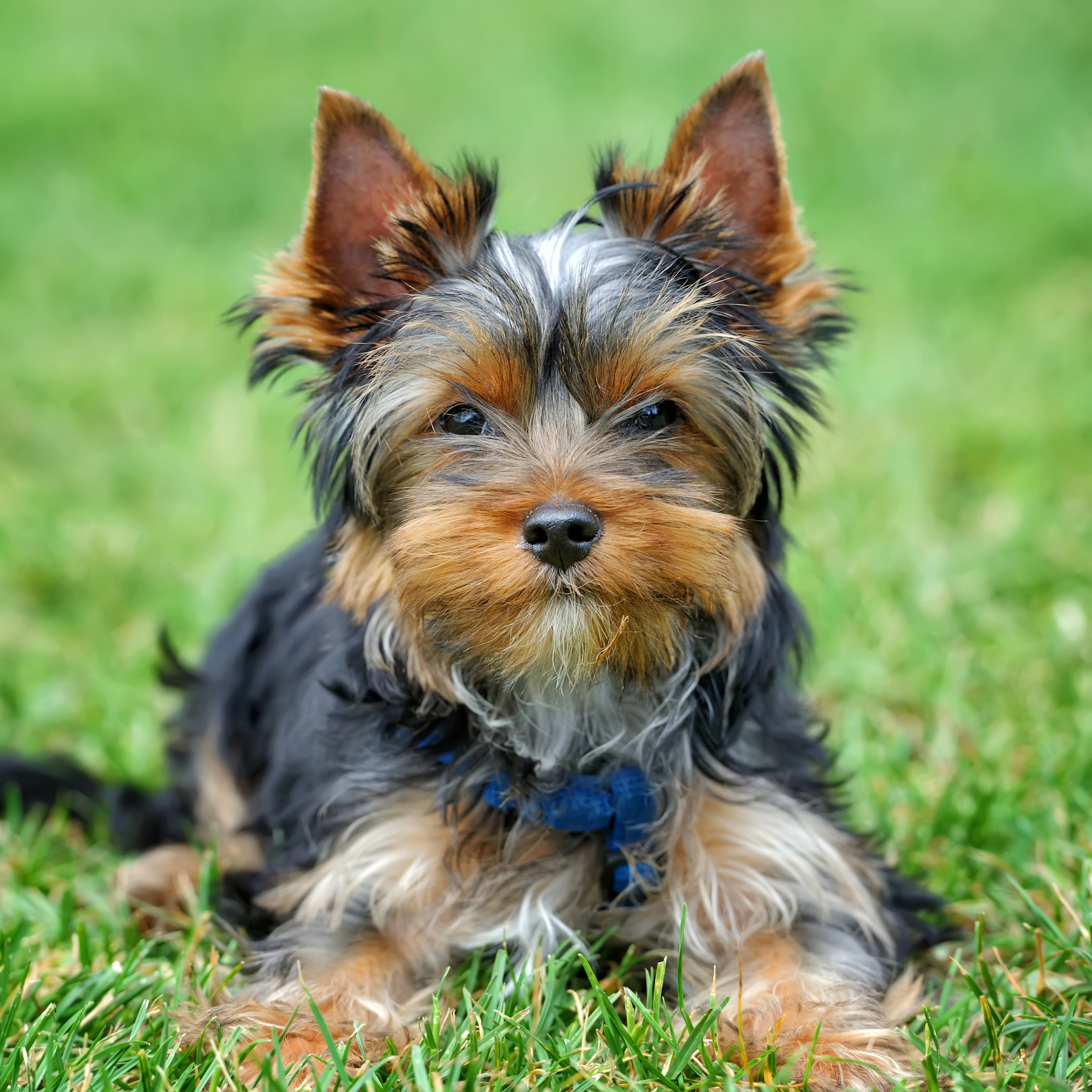 Yorkshire Terrier puppy