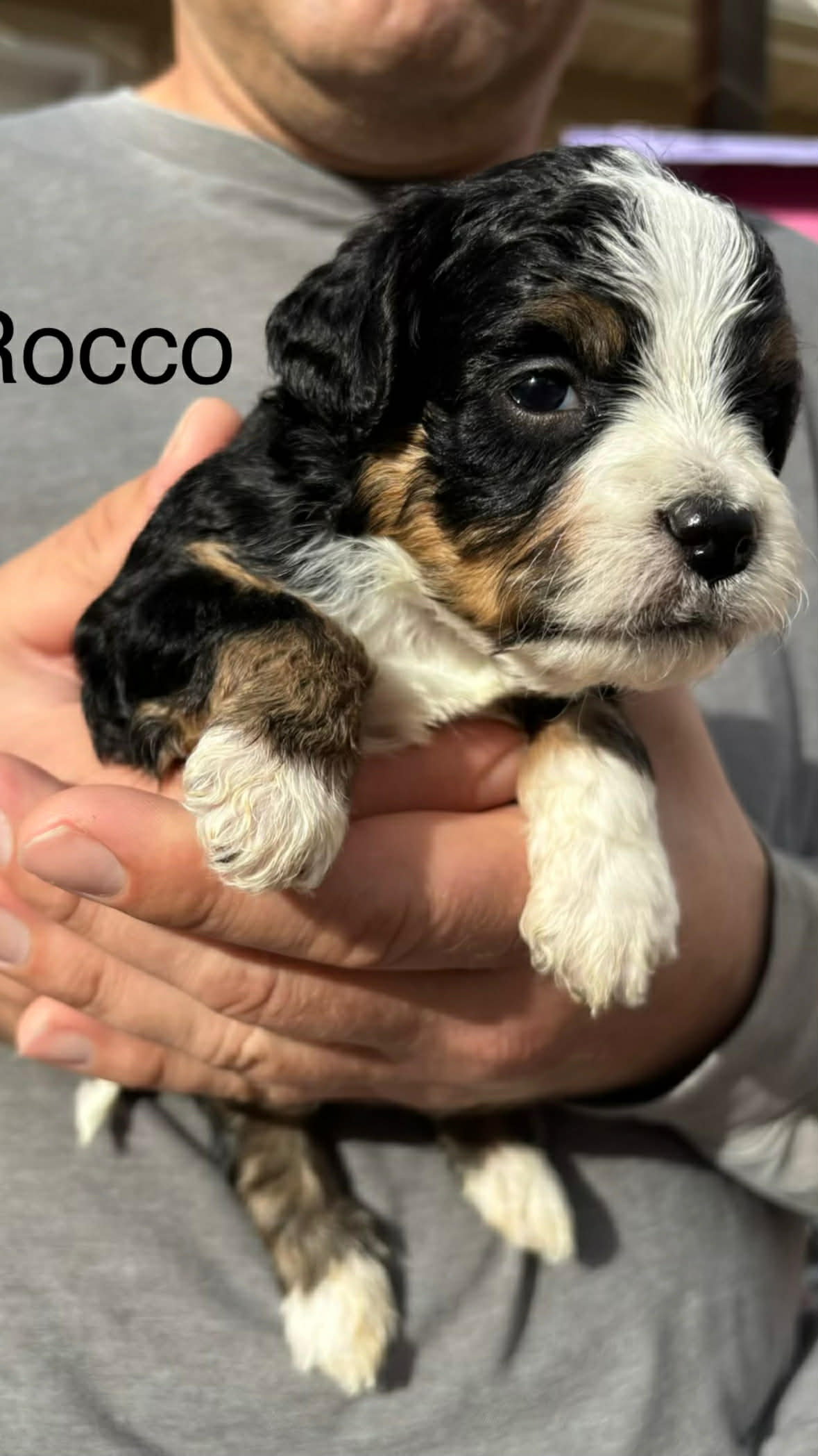 Rocco