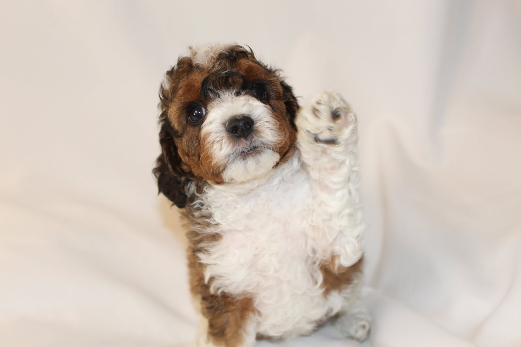 Adorable puppy