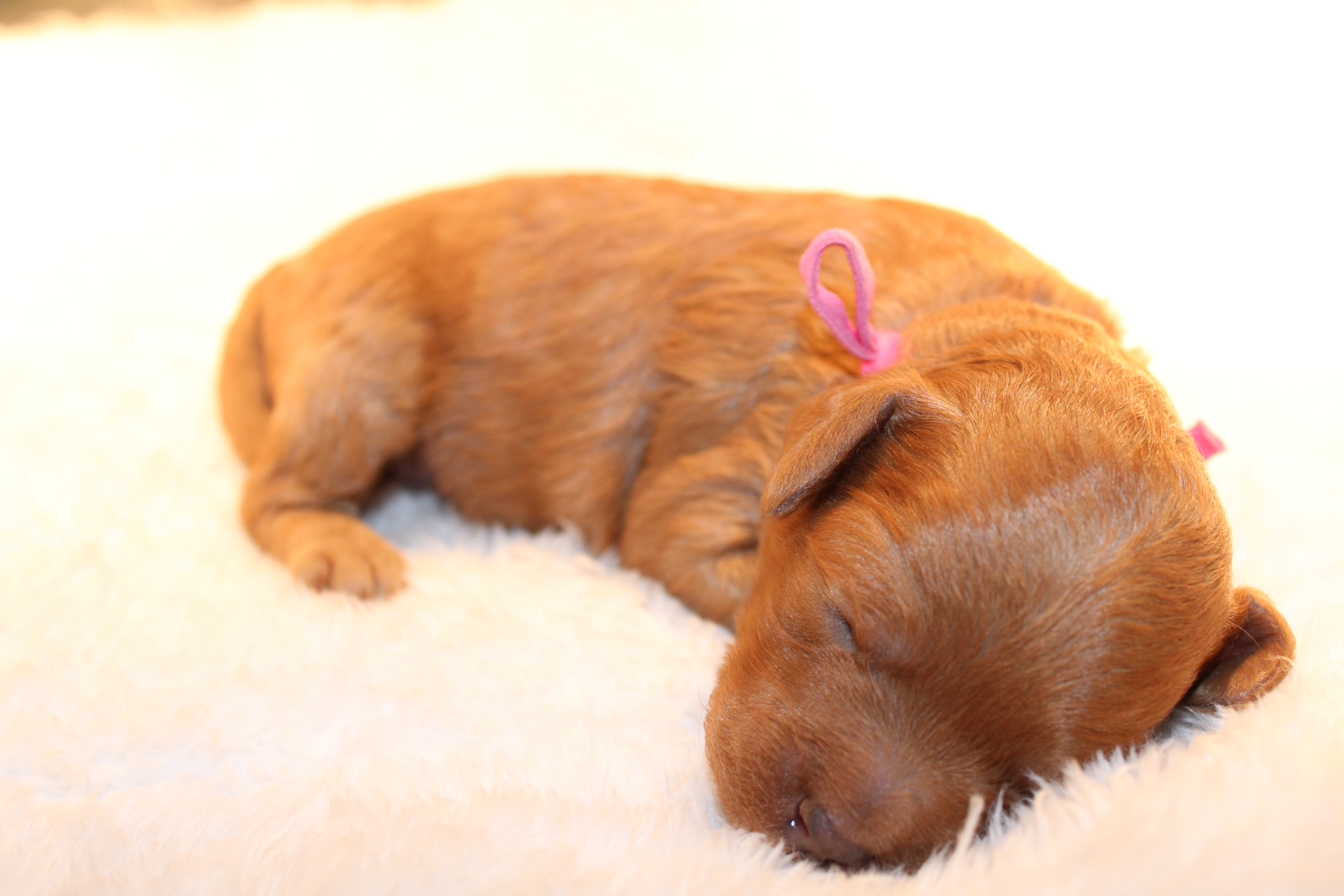Maple