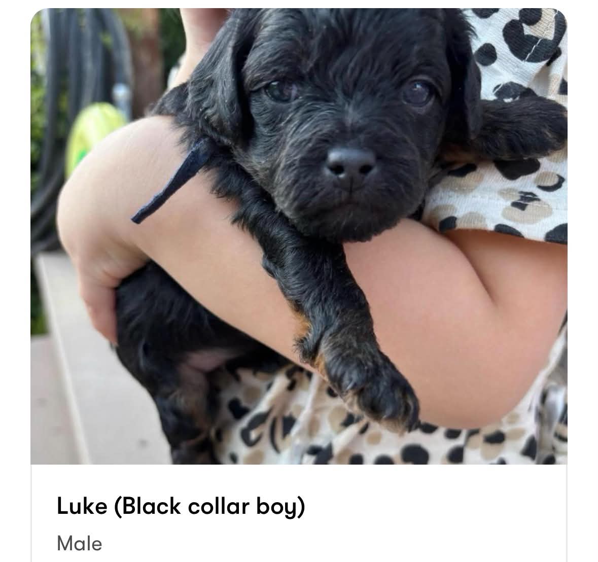 Luke