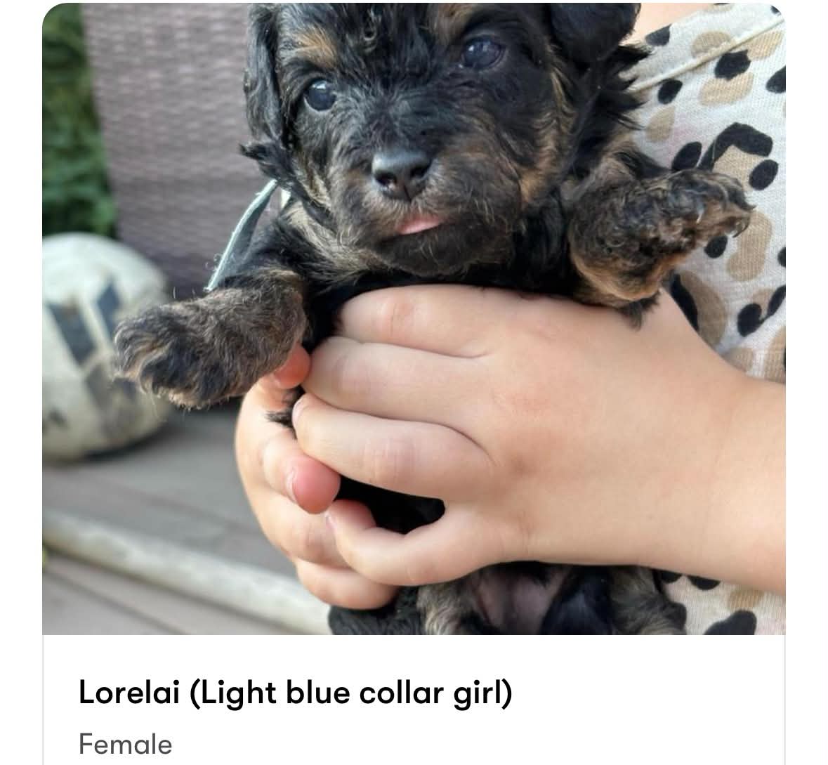 Lorelai